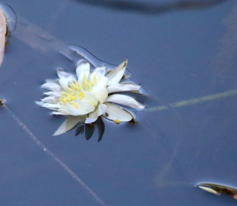 Nymphaea hastifolia photo 5