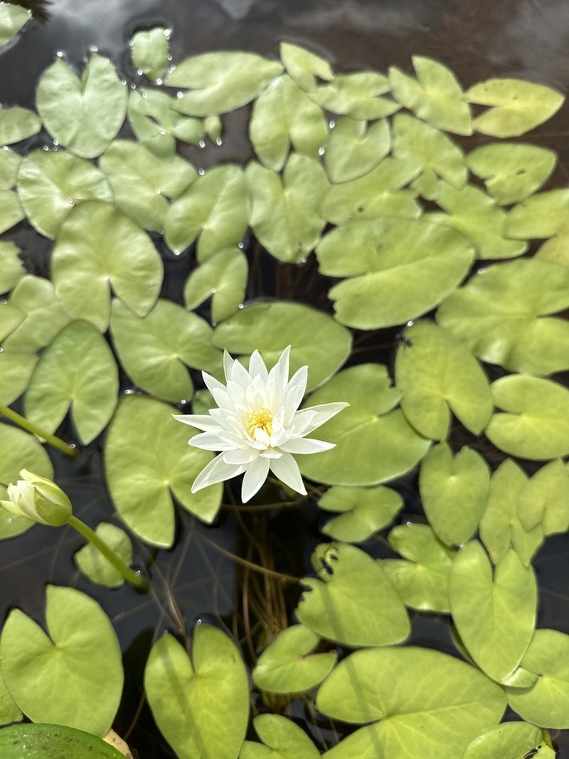 Nymphaea hastifolia photo 6