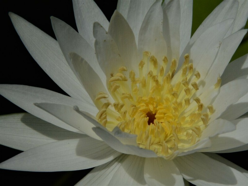 Nymphaea hastifolia photo 7