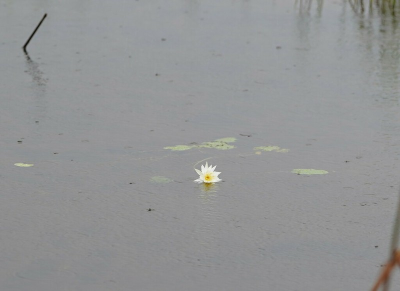Nymphaea hastifolia photo 8