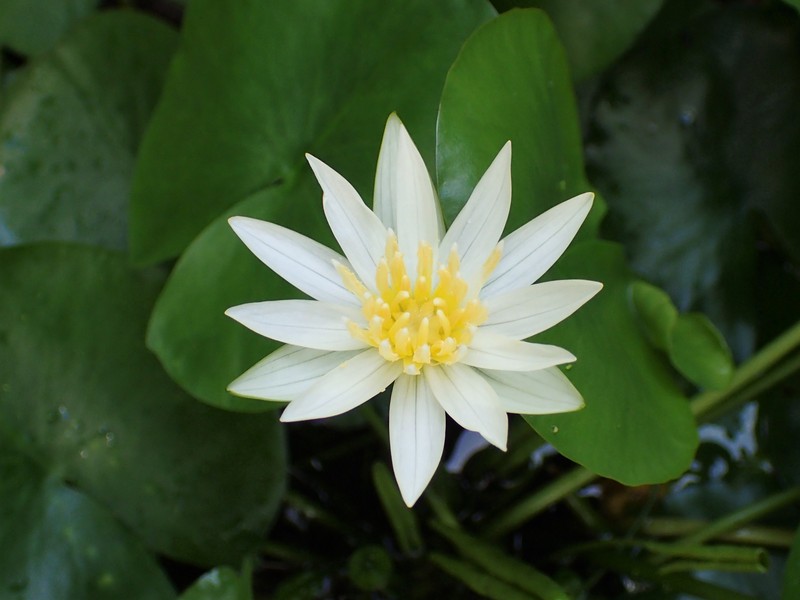 Nymphaea heudelotii