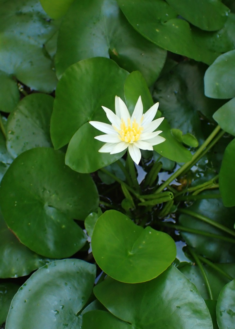 Nymphaea heudelotii photo 2