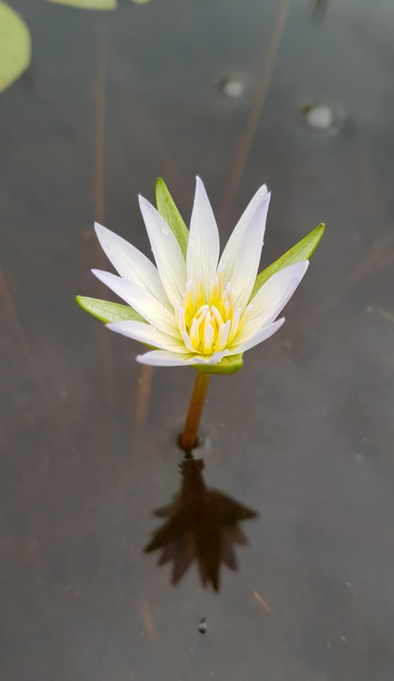Nymphaea heudelotii photo 3