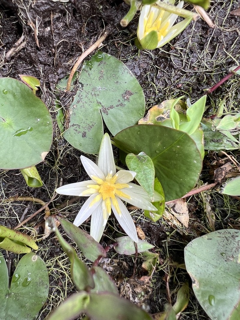 Nymphaea heudelotii photo 4