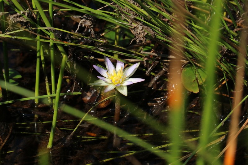 Nymphaea heudelotii photo 5