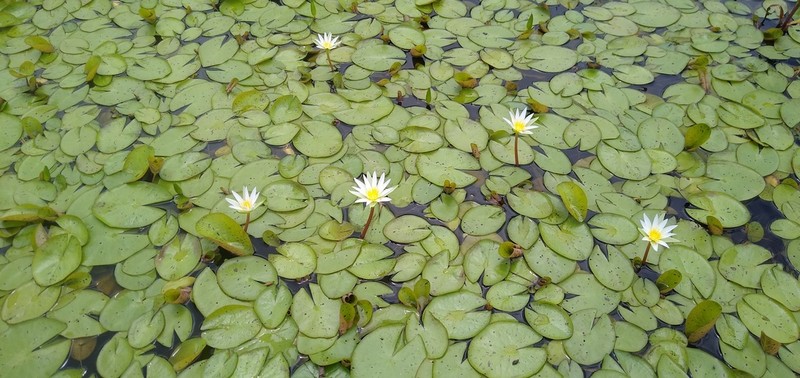 Nymphaea heudelotii photo 6