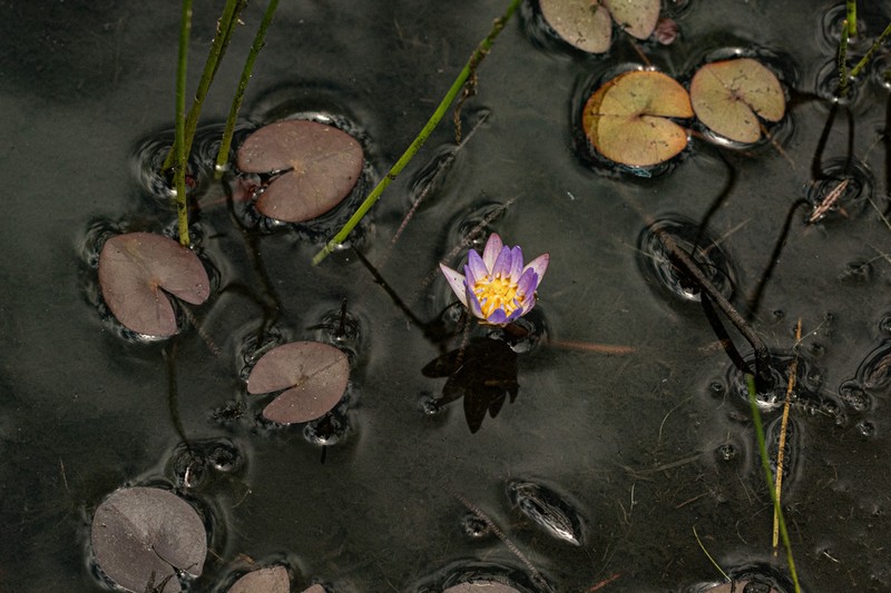 Nymphaea heudelotii photo 7