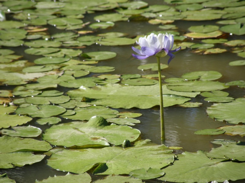 Nymphaea immutabilis