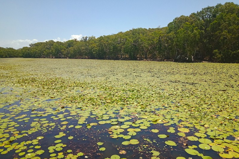 Nymphaea immutabilis photo 2