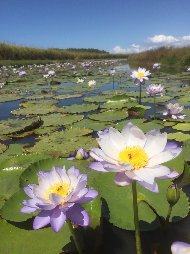 Nymphaea immutabilis photo 3