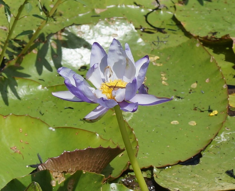 Nymphaea immutabilis photo 4