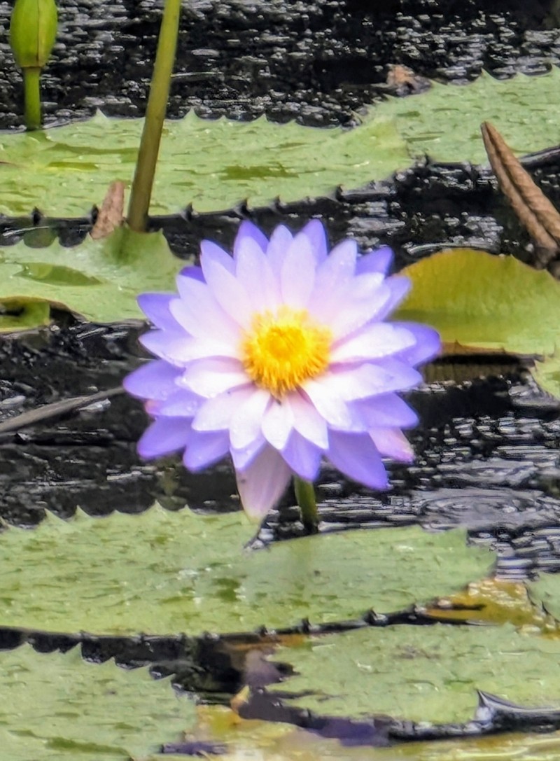 Nymphaea immutabilis photo 5