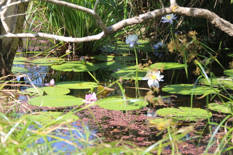 Nymphaea immutabilis photo 6