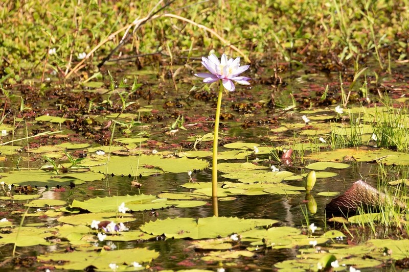 Nymphaea immutabilis photo 7