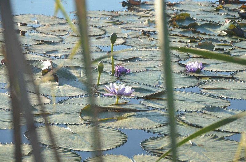 Nymphaea jacobsii