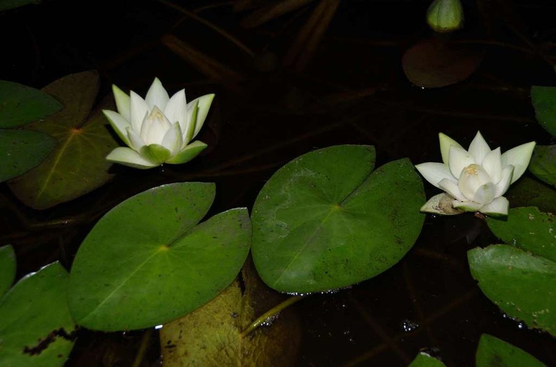 James' Waterlily photo 3
