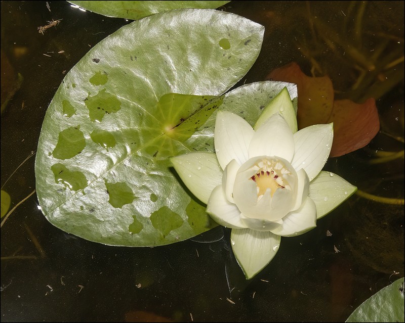 James' Waterlily photo 4