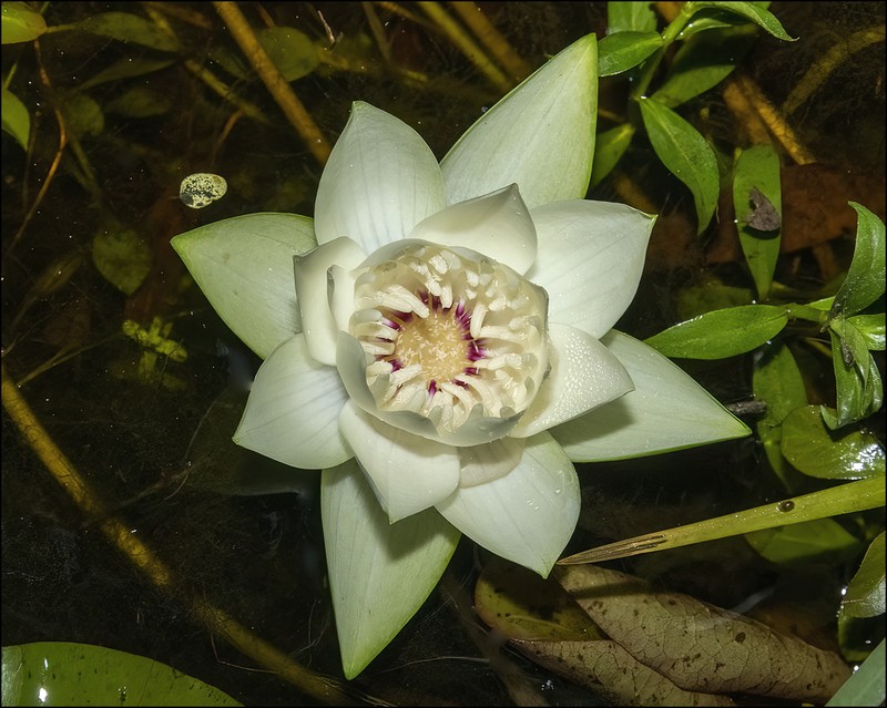 James' Waterlily photo 5