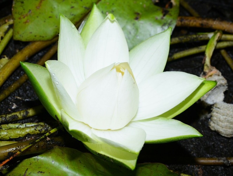 James' Waterlily photo 6