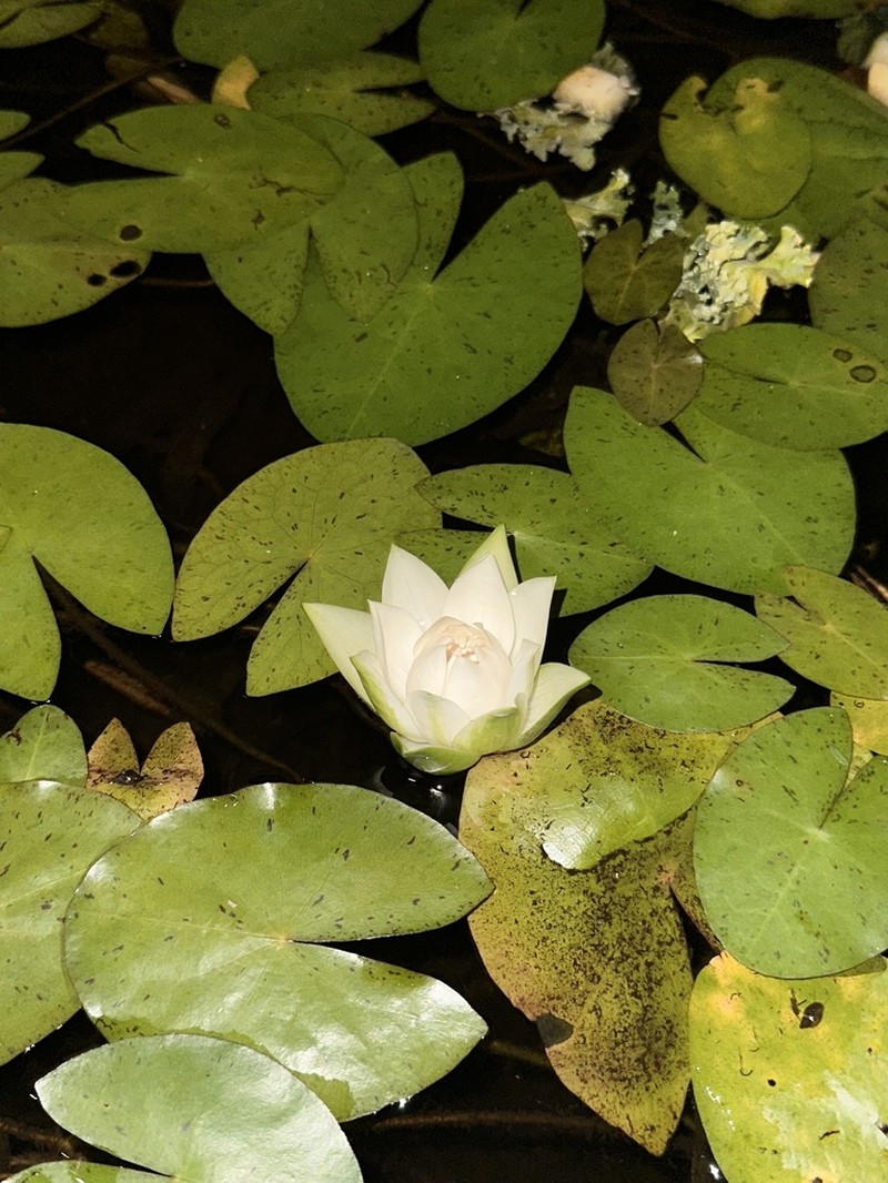 James' Waterlily photo 7