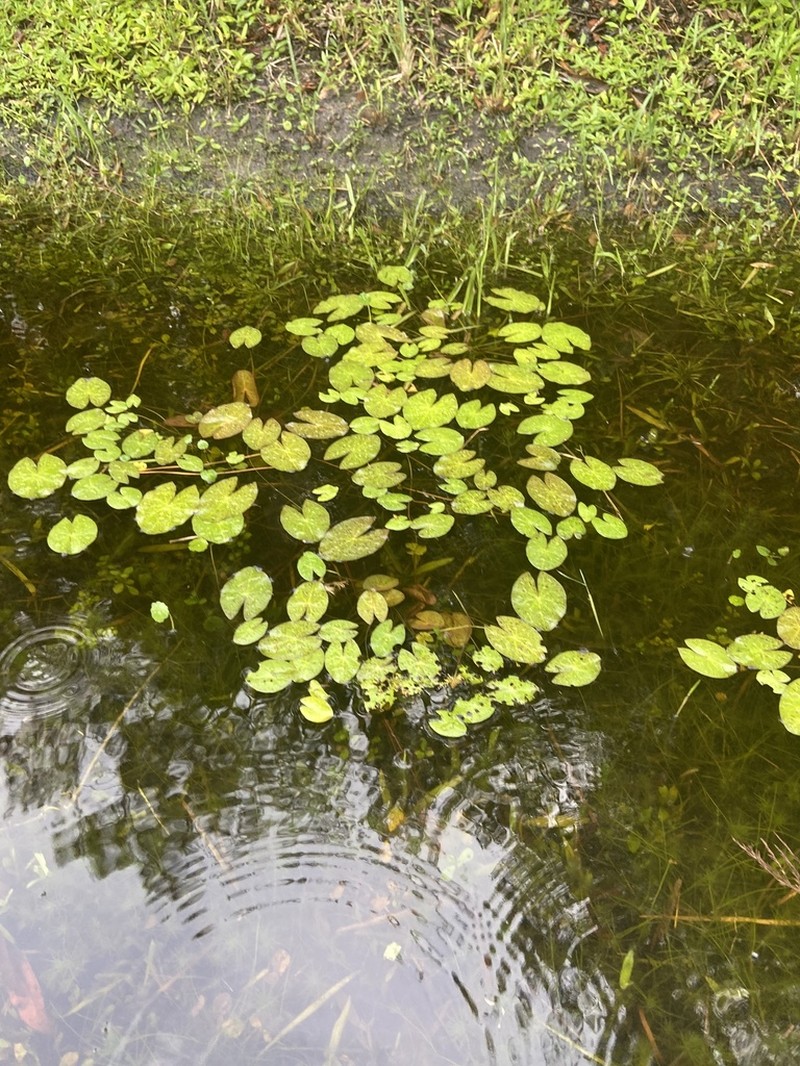 James' Waterlily photo 8
