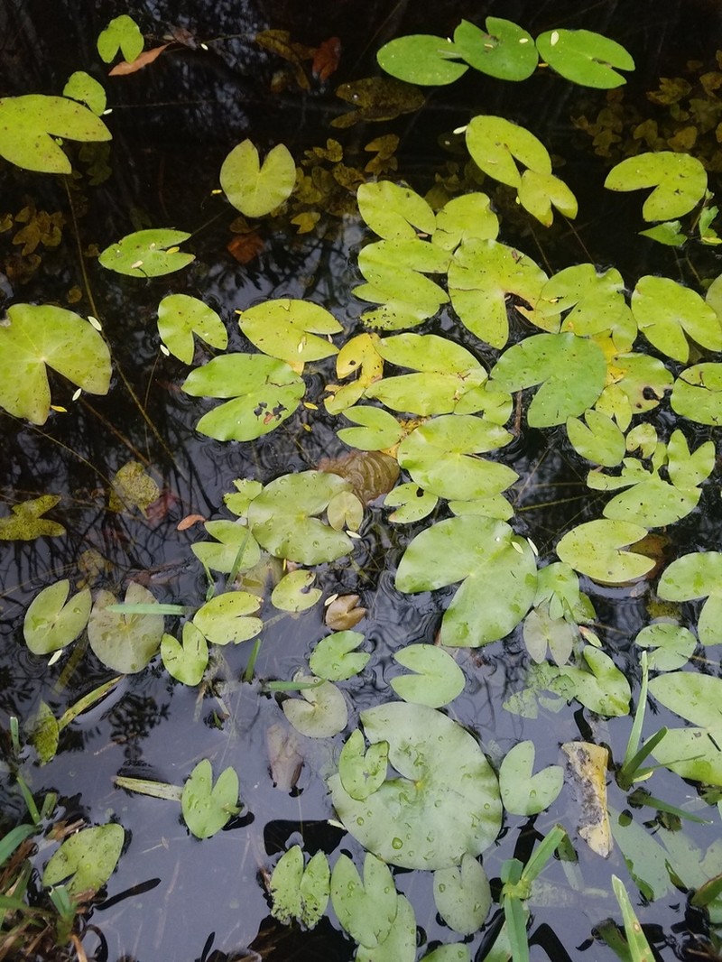 James' Waterlily photo 9