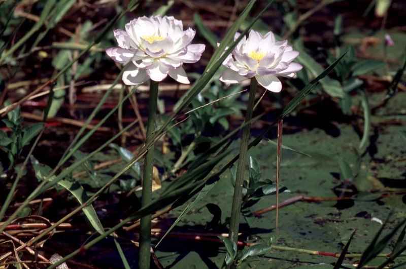 Nymphaea kakaduensis