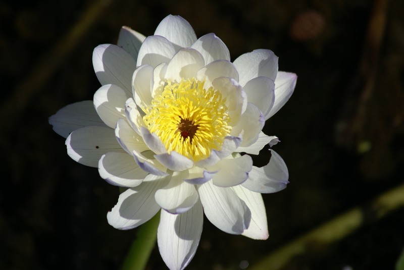 Nymphaea kakaduensis photo 2