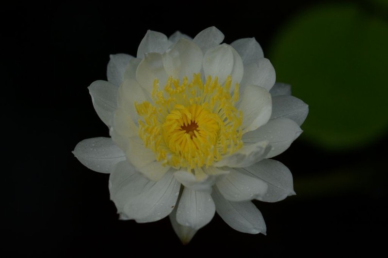Nymphaea kakaduensis photo 3