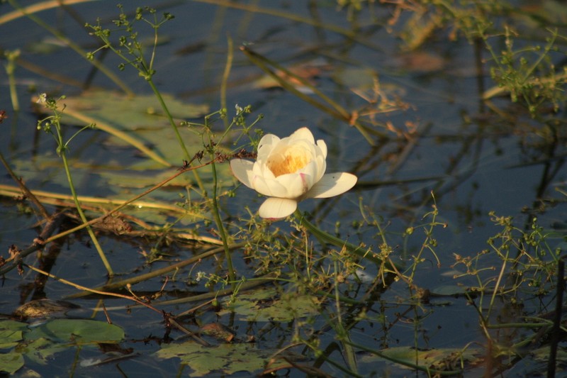 Nymphaea kakaduensis photo 4