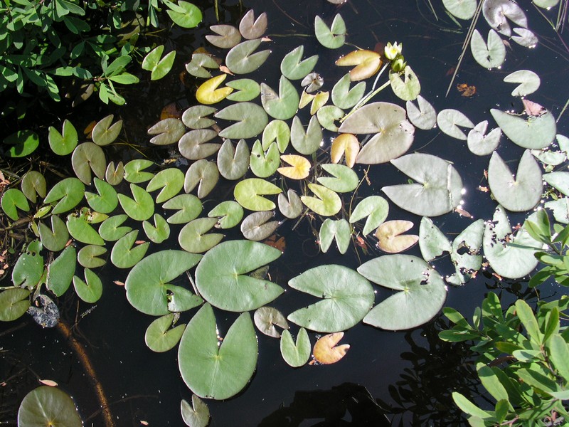 Leiberg's Waterlily photo 4