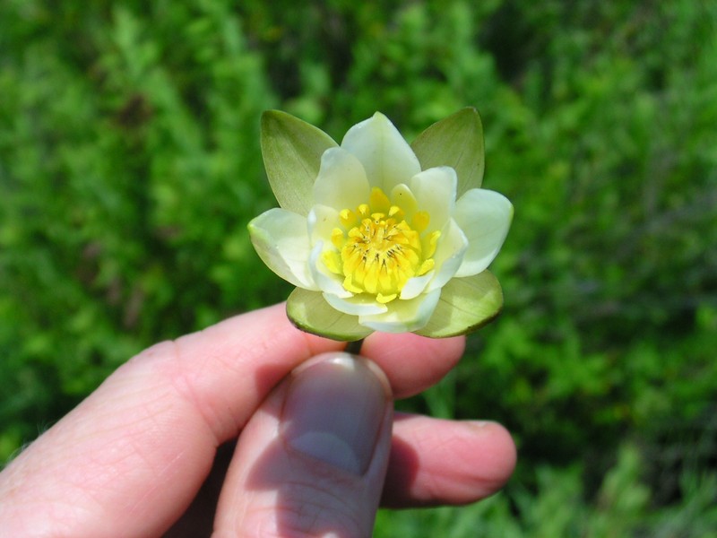 Leiberg's Waterlily