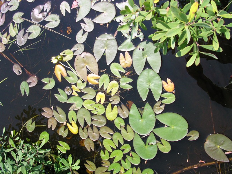 Leiberg's Waterlily photo 2