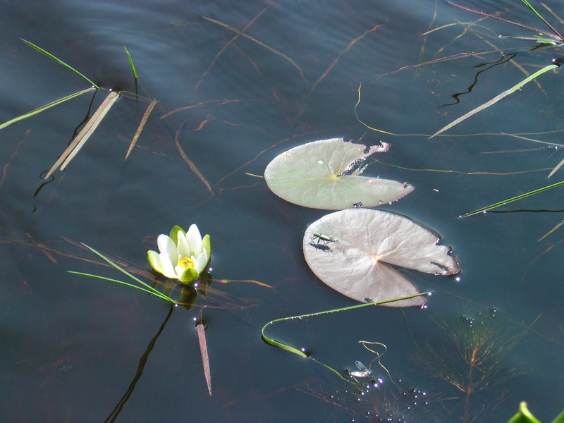 Leiberg's Waterlily photo 3
