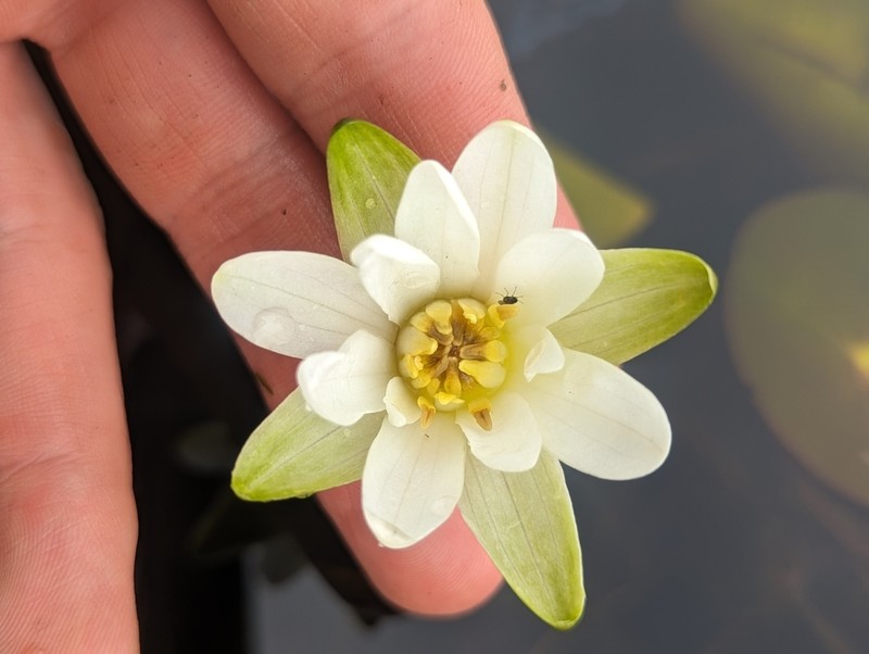 Leiberg's Waterlily photo 4
