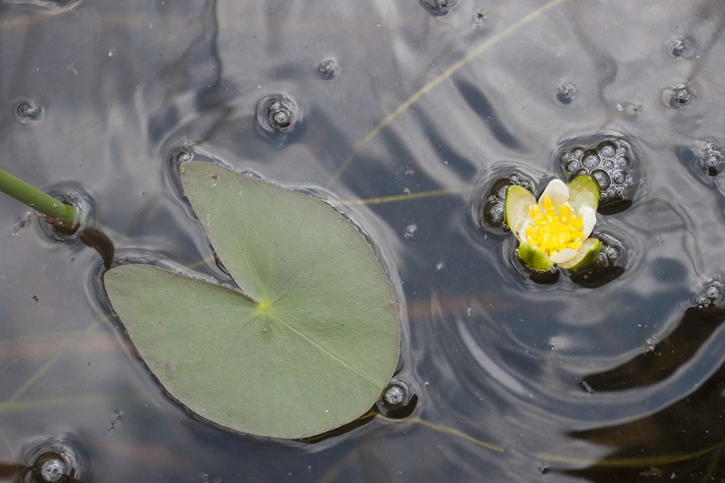 Leiberg's Waterlily photo 5