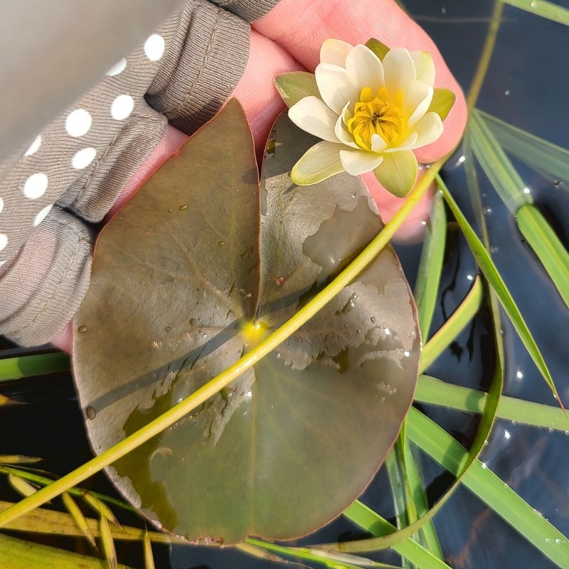 Leiberg's Waterlily photo 6