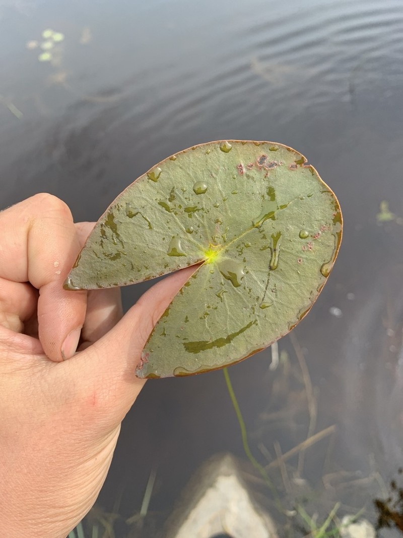 Leiberg's Waterlily photo 7