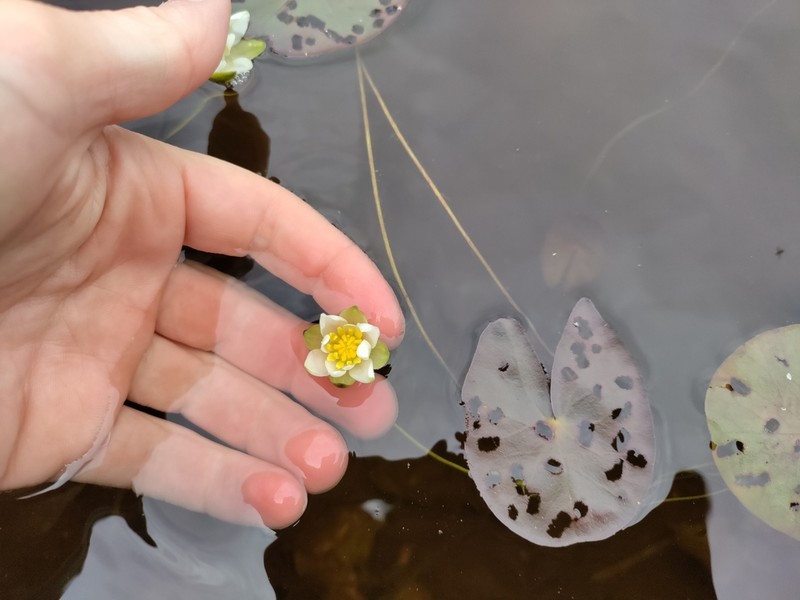 Leiberg's Waterlily photo 8