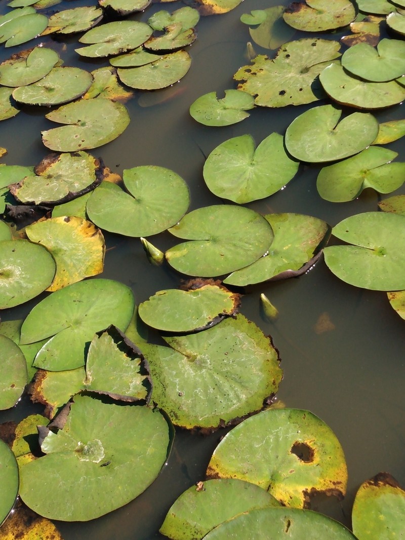 Nymphaea lingulata