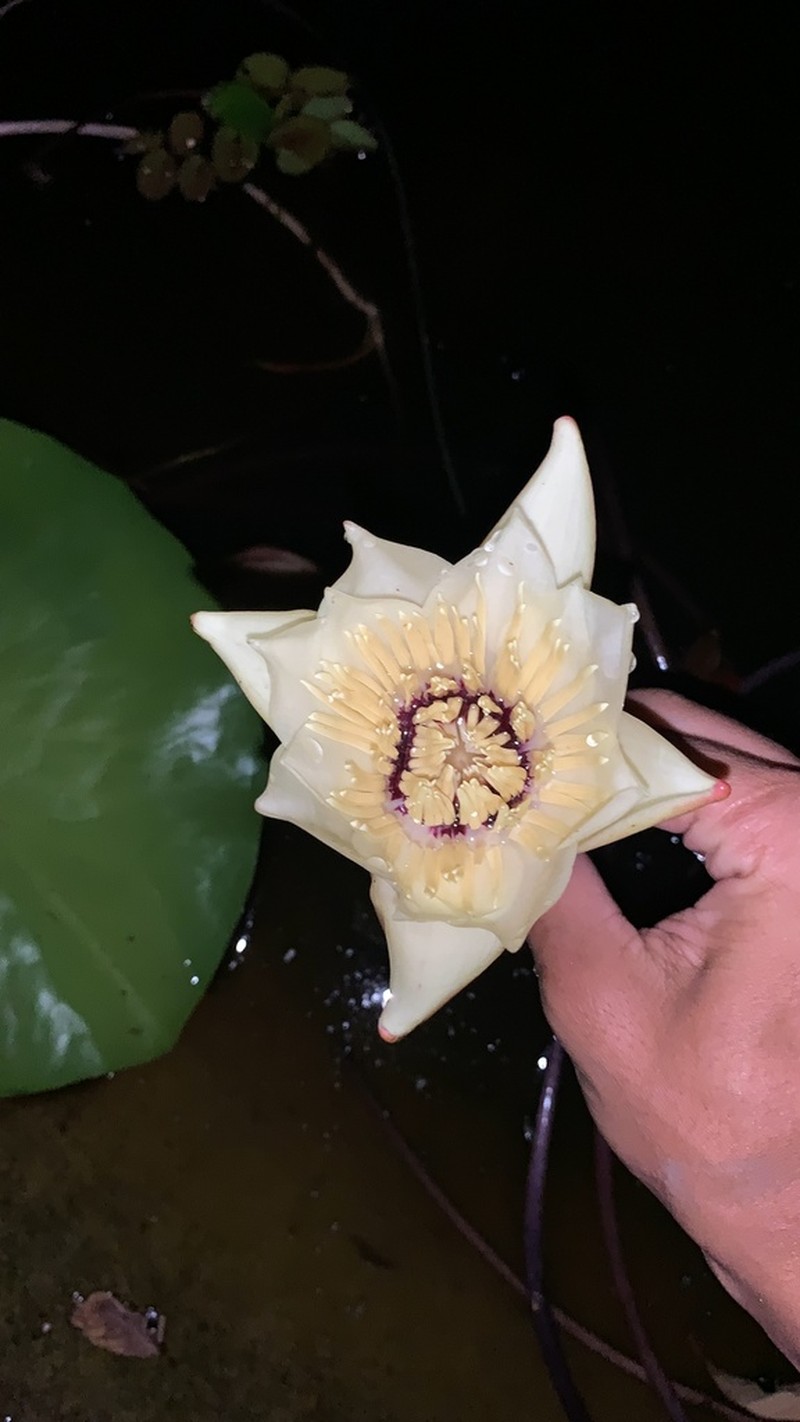 Nymphaea lingulata photo 2