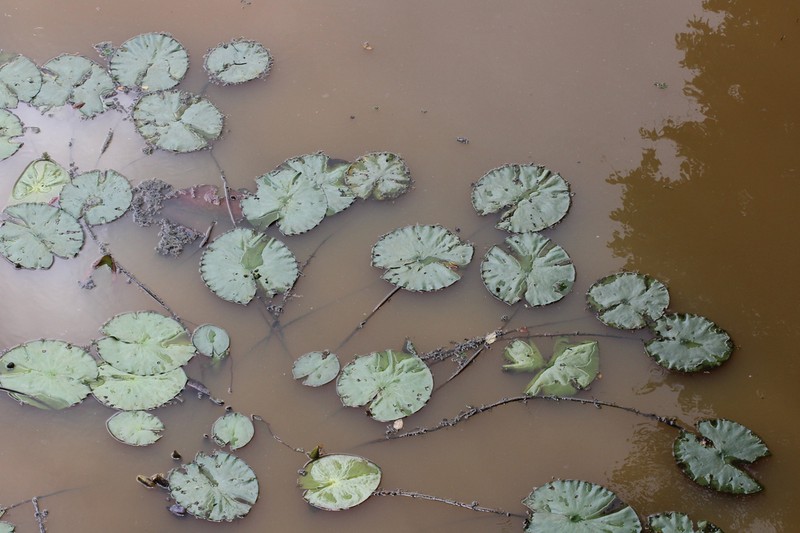 Nymphaea lingulata photo 3