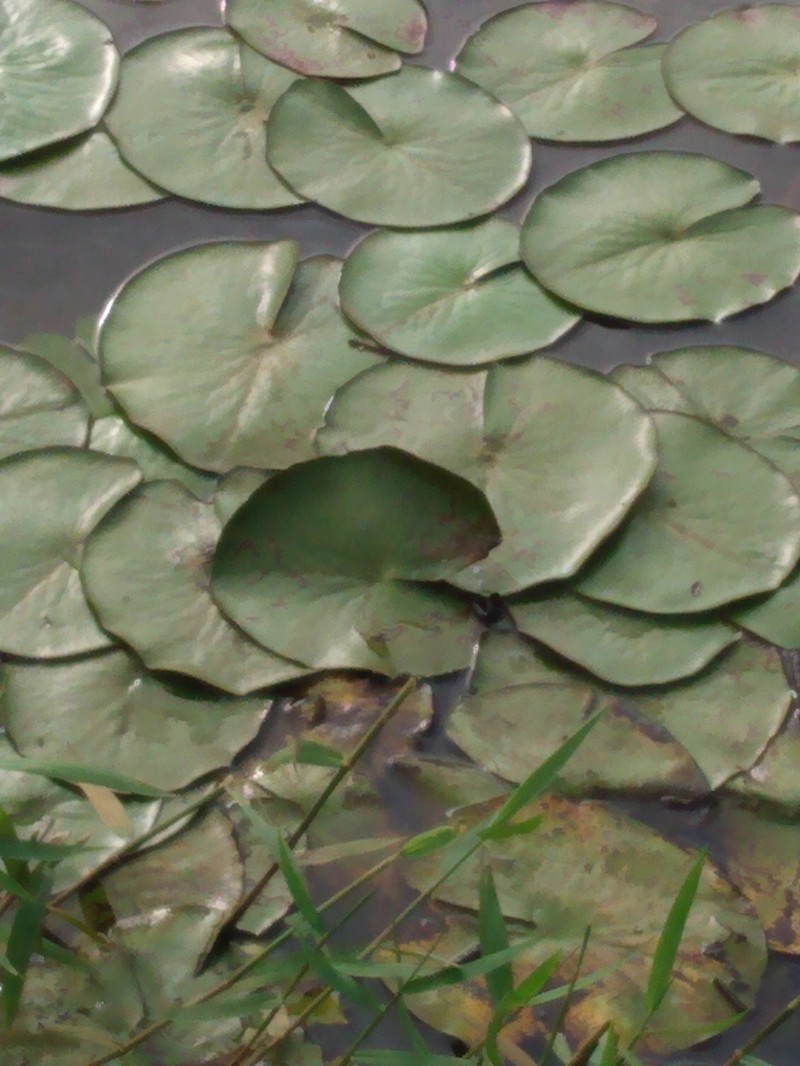Nymphaea lingulata photo 4