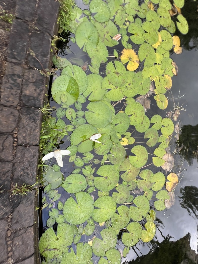 White Egyptian Lotus photo 5