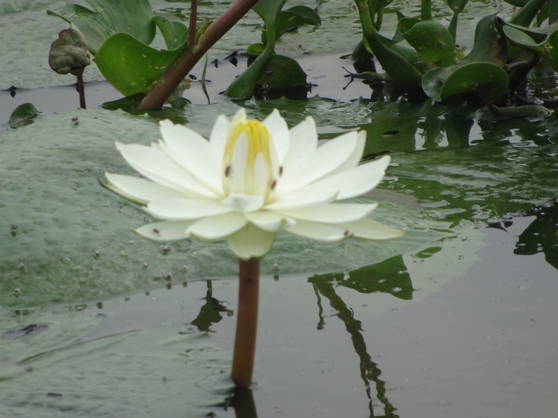 White Egyptian Lotus photo 6