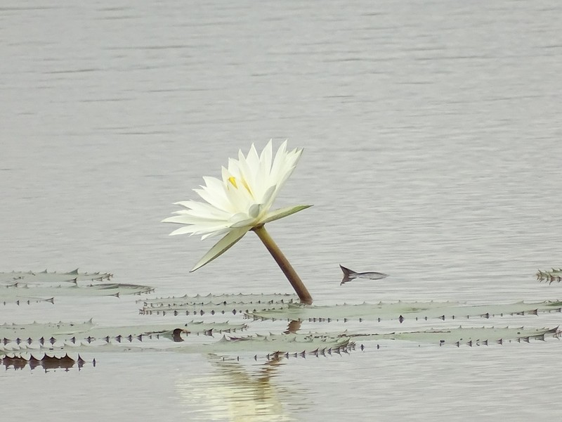 White Egyptian Lotus photo 7