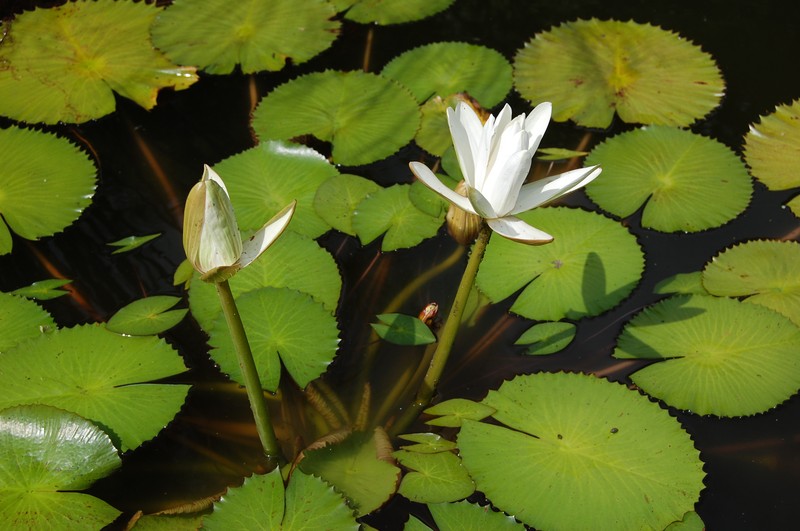 White Egyptian Lotus photo 3