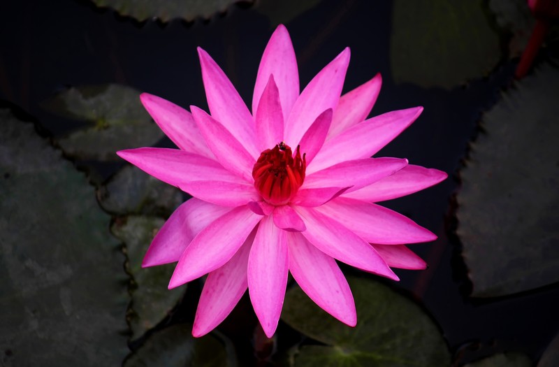 White Egyptian Lotus photo 4
