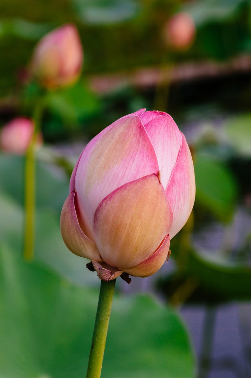White Egyptian Lotus photo 7