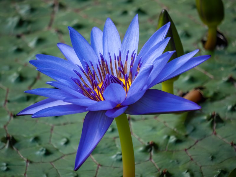 White Egyptian Lotus photo 8